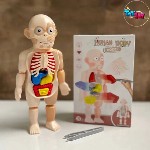 اسباب بازی آناتومی سه بعدی بدن انسان
