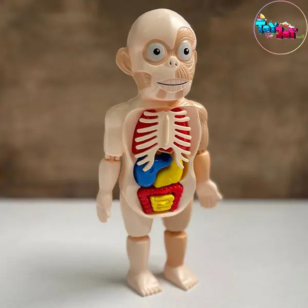 اسباب بازی آناتومی سه بعدی بدن انسان