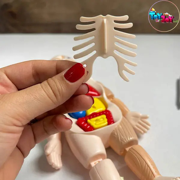 اسباب بازی آناتومی سه بعدی بدن انسان