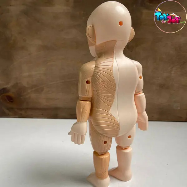 اسباب بازی آناتومی سه بعدی بدن انسان