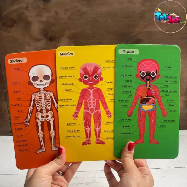 بازی آموزشی پازل طبقاتی اعضای بدن دو زبانه مدل پسرانه  و دخترانه برند هیماکادو
