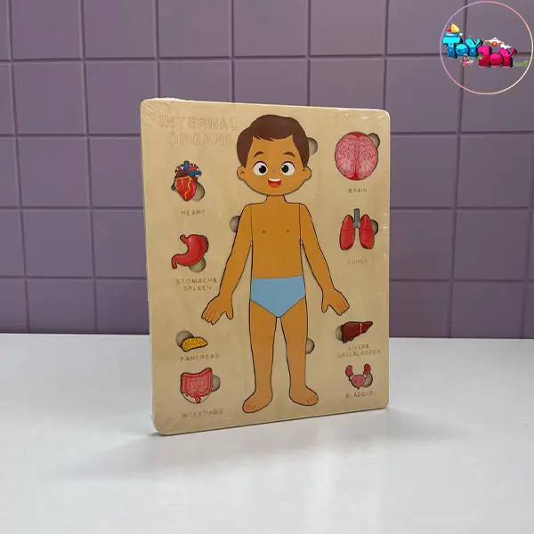 پازل چوبی آناتومی بدن انسان پسرانه (آموزش اعضای داخلی بدن)